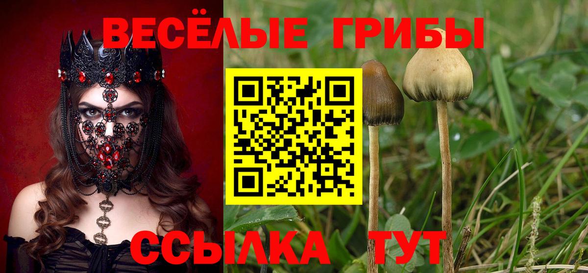 Кандалакша  Галлюциногенные грибы Psilocybe  Вход с VPN 